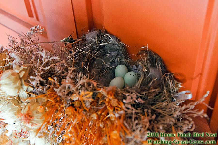 baby house finches 15f