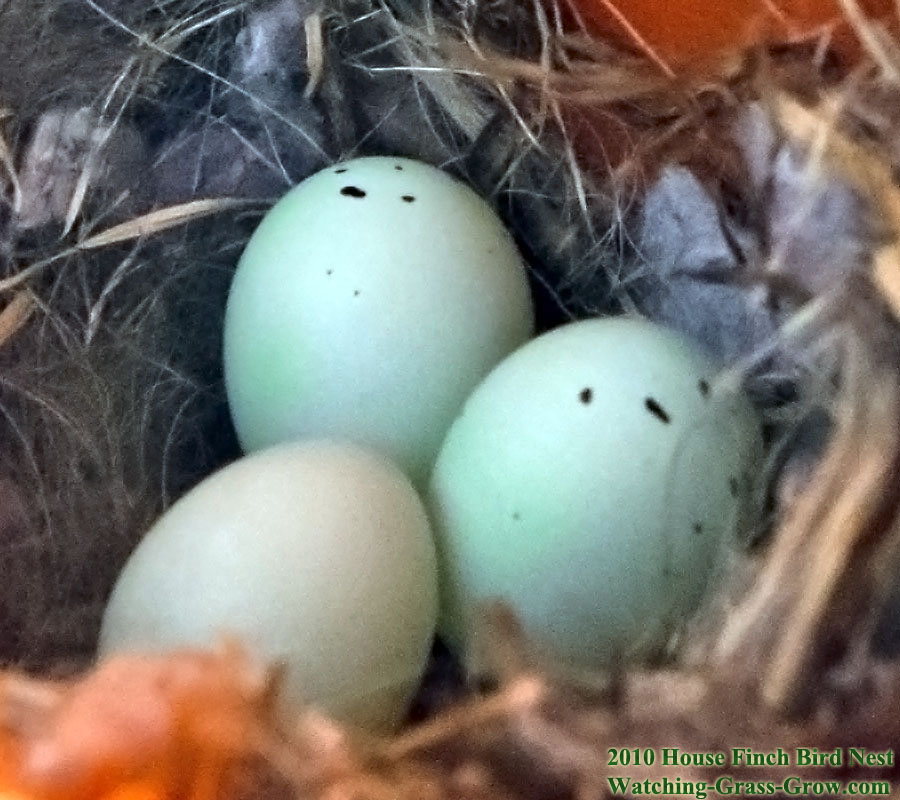 baby house finches 15g