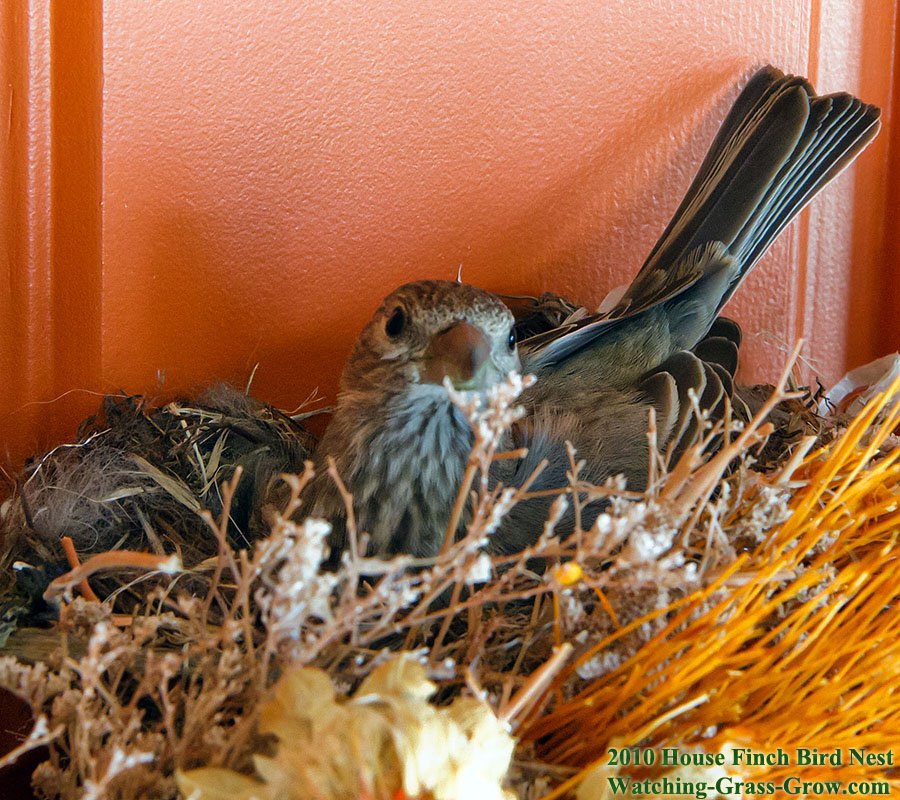 house finch mom april 15th