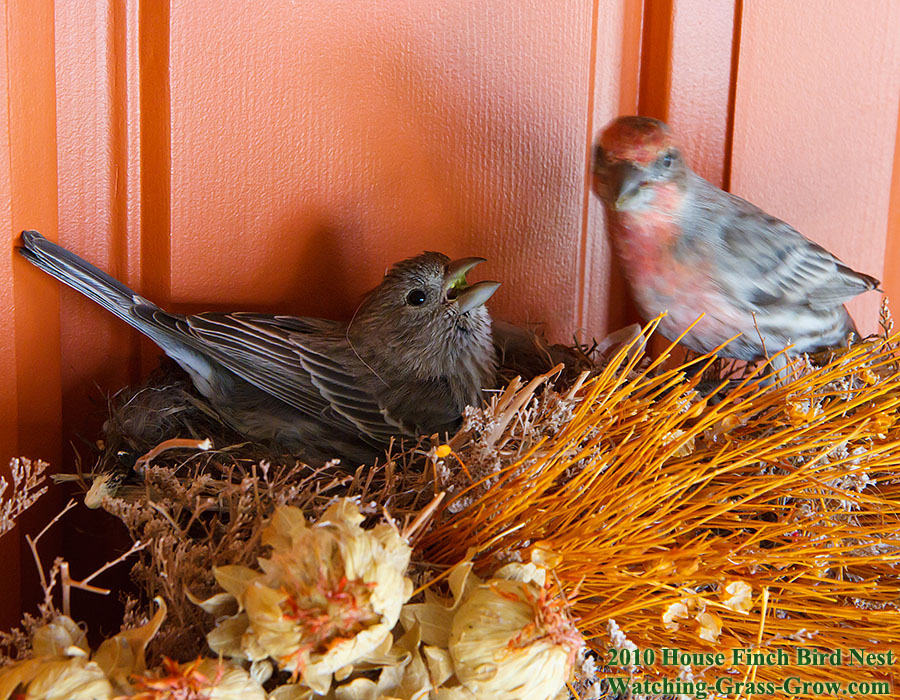 House Finch sequence apri 15