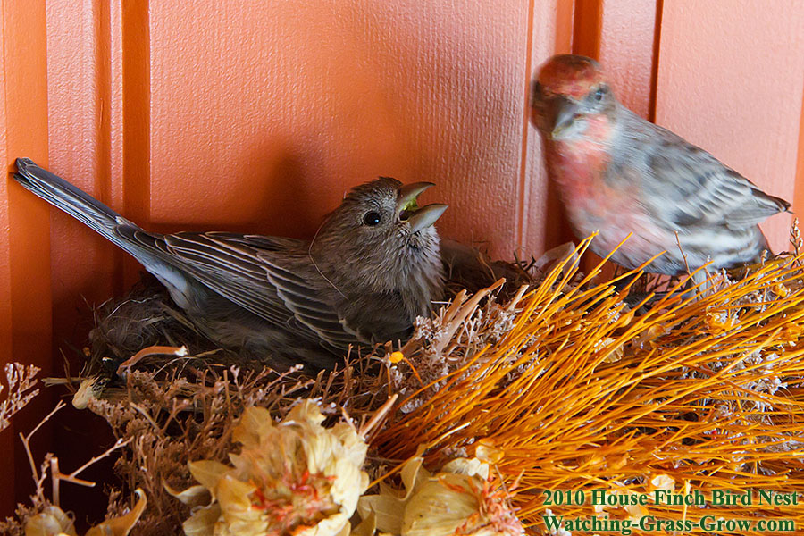 house finch nest 2010