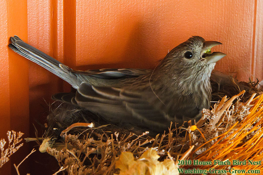 house finch mom april 15th