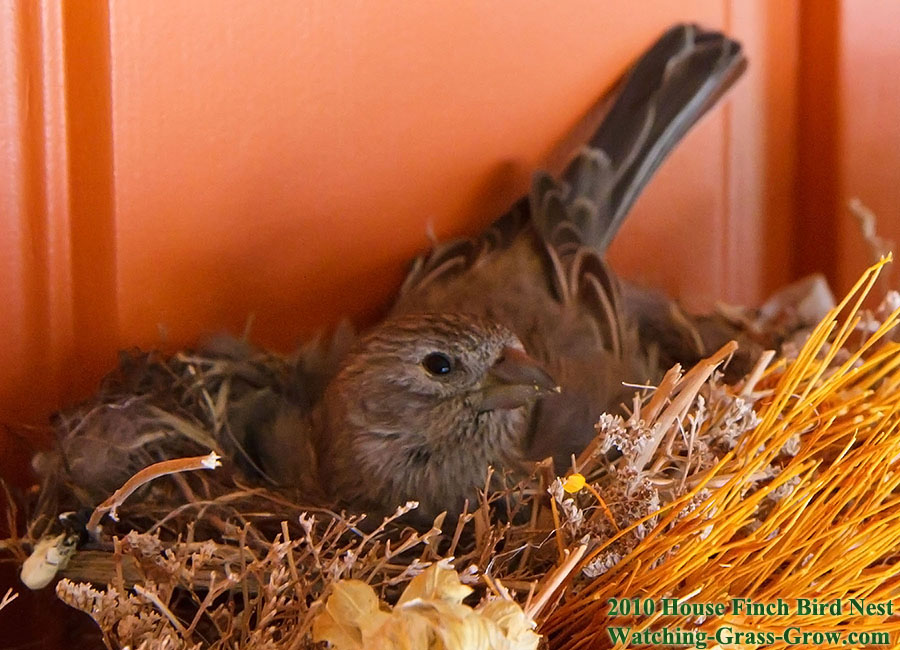 house finch mom april 15th