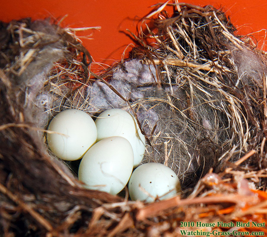 baby house finches 16b1