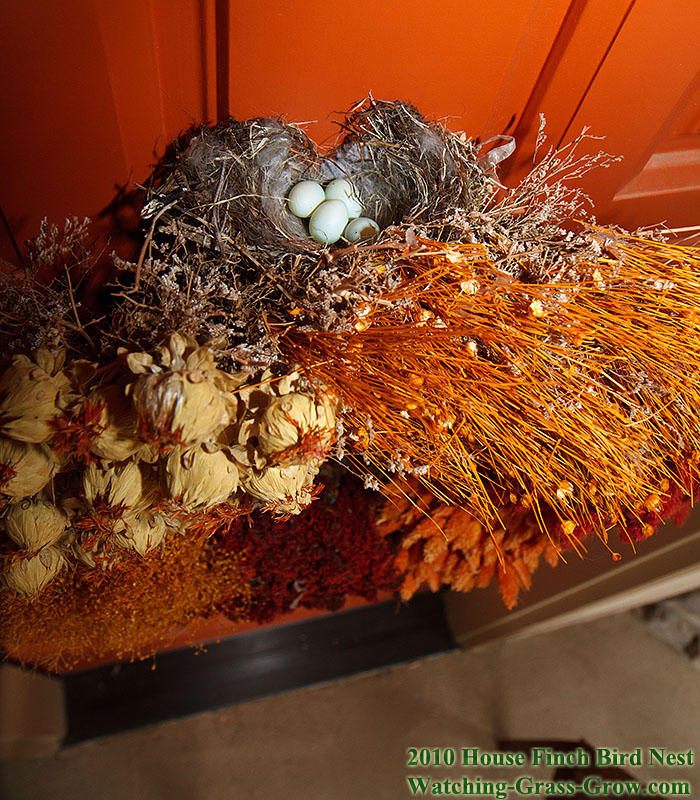 baby house finches 16b1