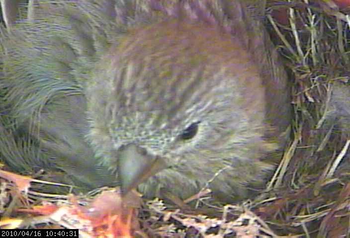 House Finch sequence apri 16