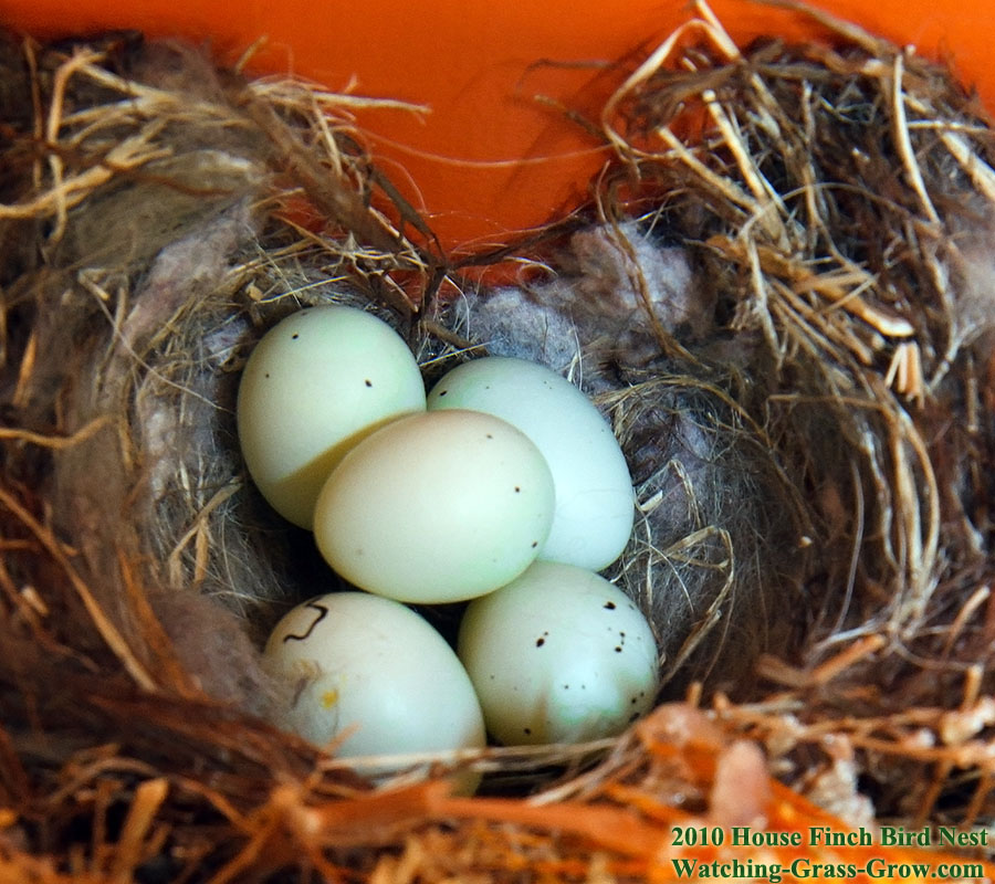 house finch 5 egss