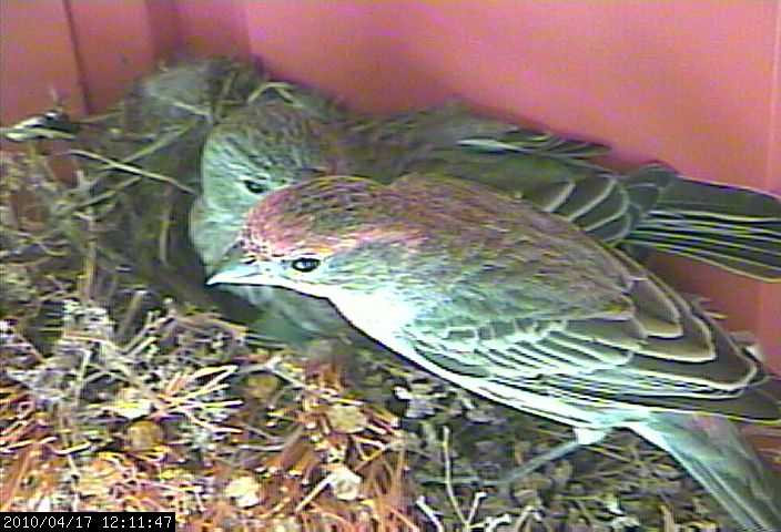 baby house finches mom dad