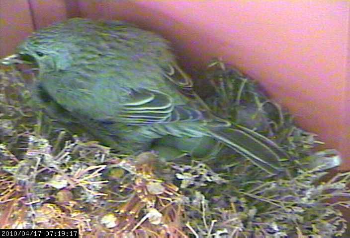 baby house finches 16b1