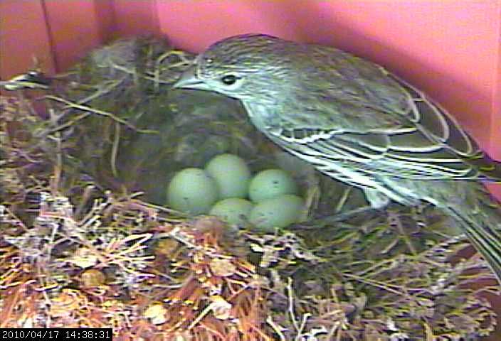 baby house finches 17a