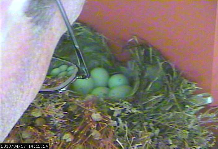 baby house finches 17b