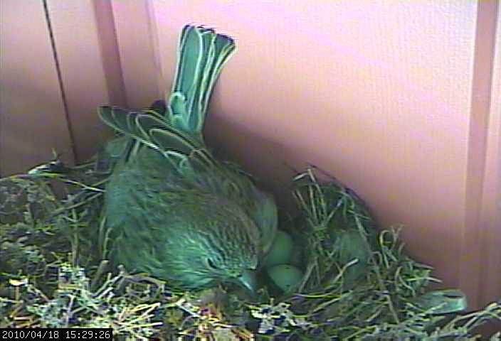 baby house finches mom nest 18