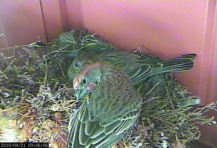 House Finch sequence apri 15