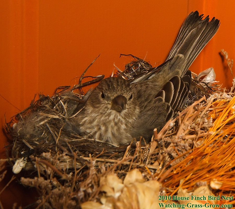 baby house finches 23a