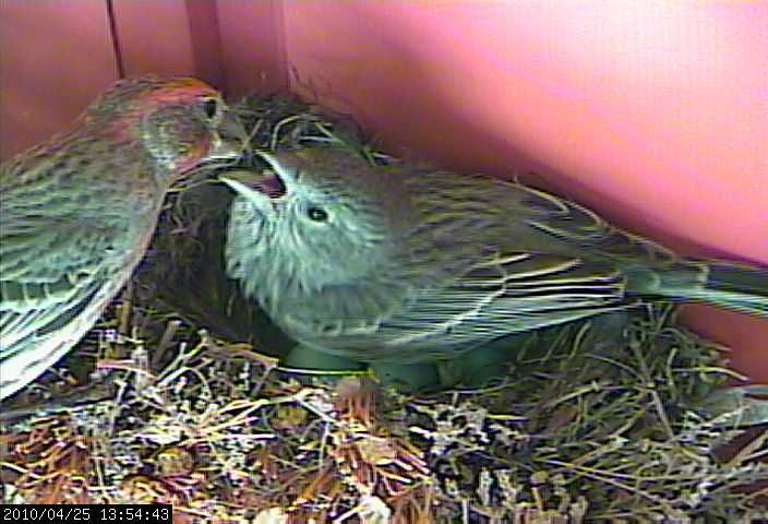 baby house finches 25w2