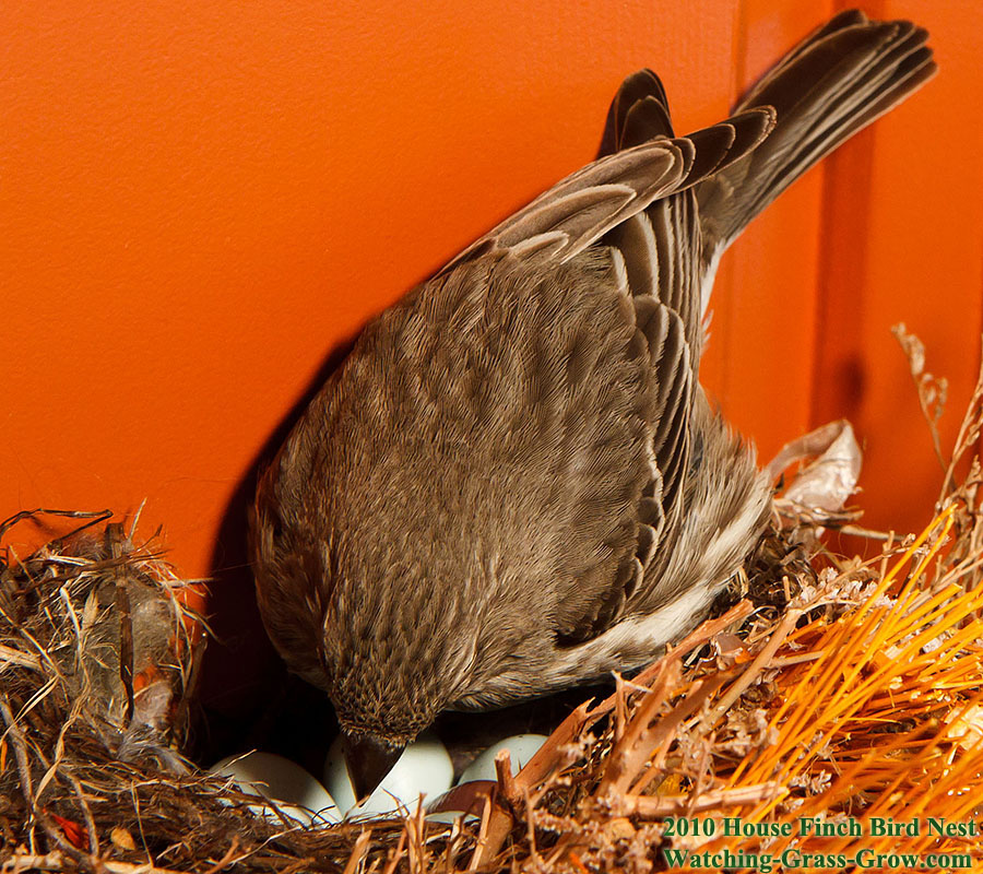 house finch mom april 26th