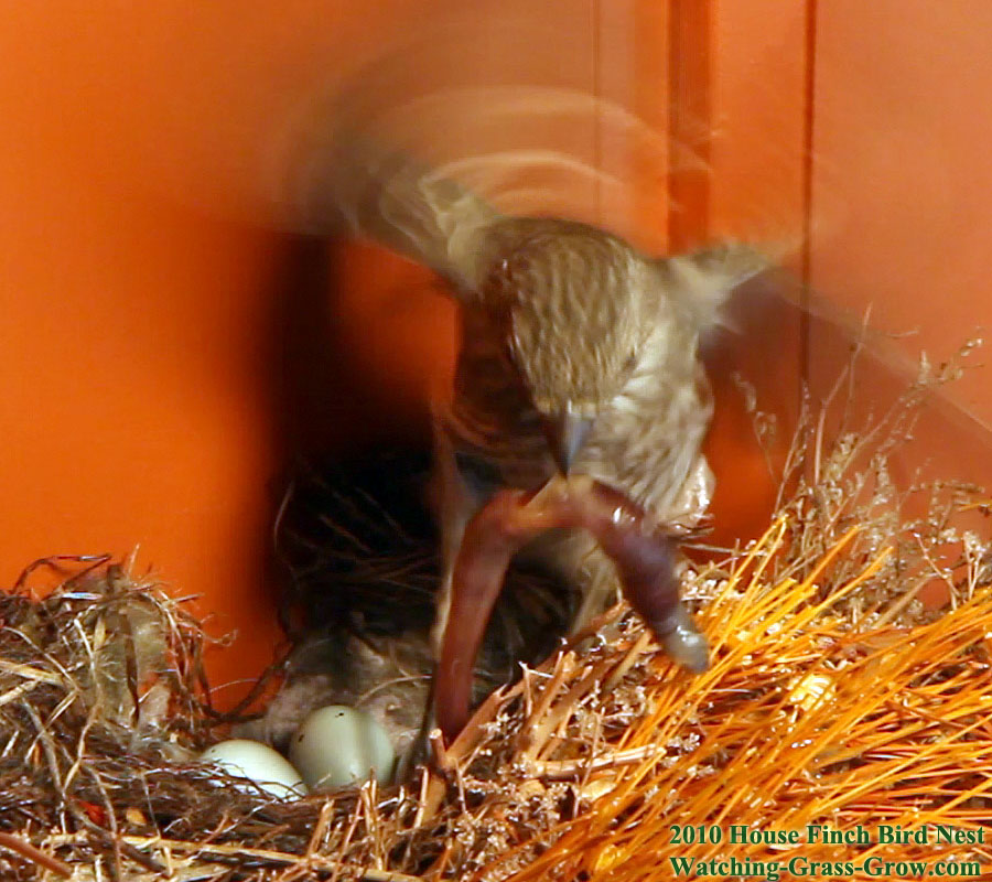 baby house finches 26a