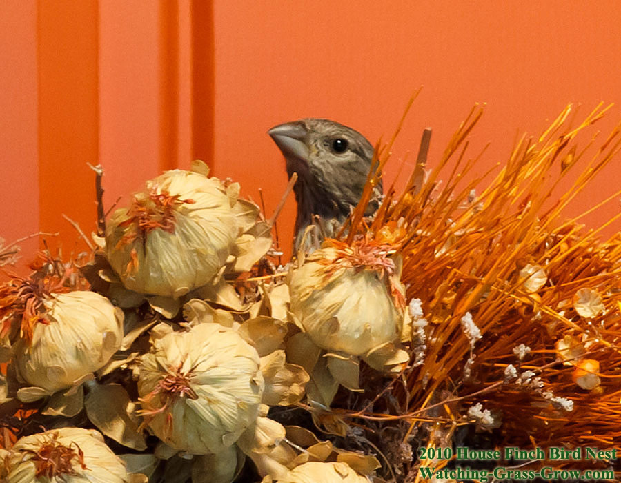 baby house finches nest camera setup b3