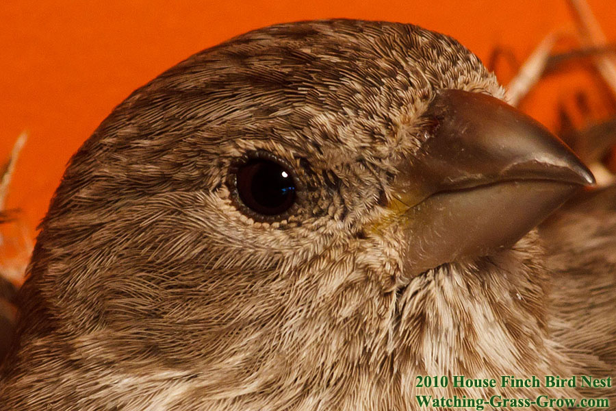 baby house finches 26c2