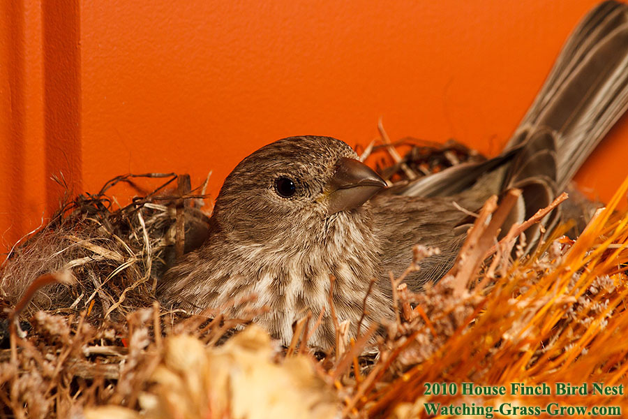 baby house finches 26c1