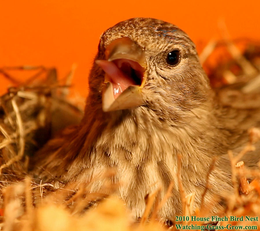 House Finch sequence mom worm