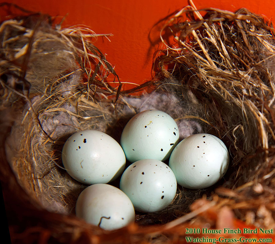 baby house finches 26d1