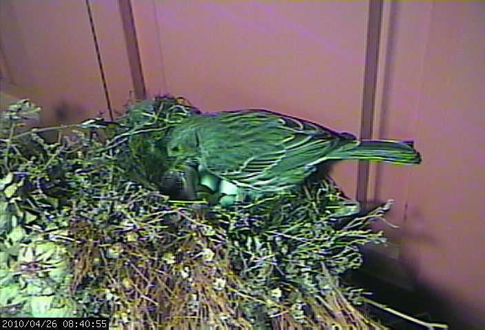 baby house finches 26 worm
