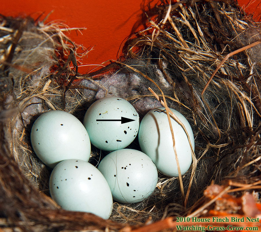 house finch mom april 27th shell