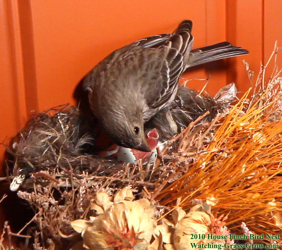 baby house finch shell 2