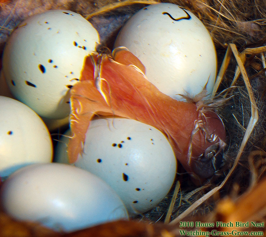 baby house finch shell 1