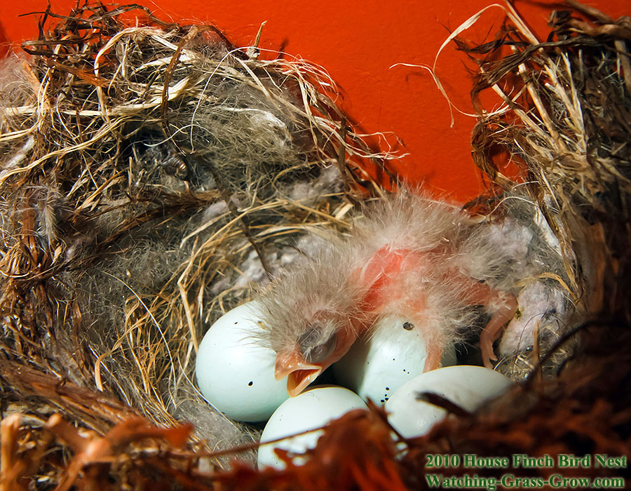 baby house finch first a