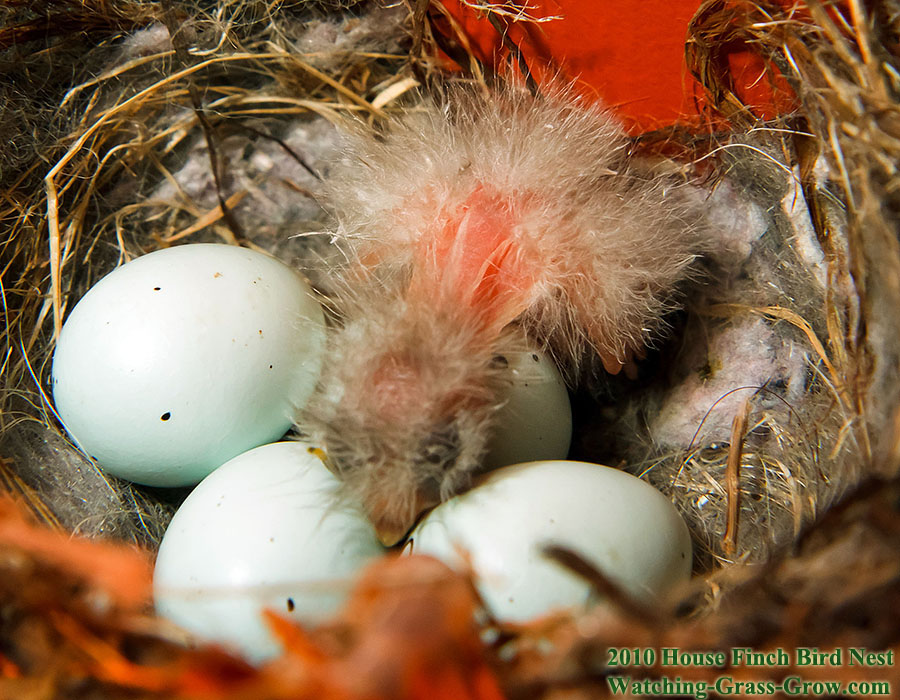 baby house finch first b