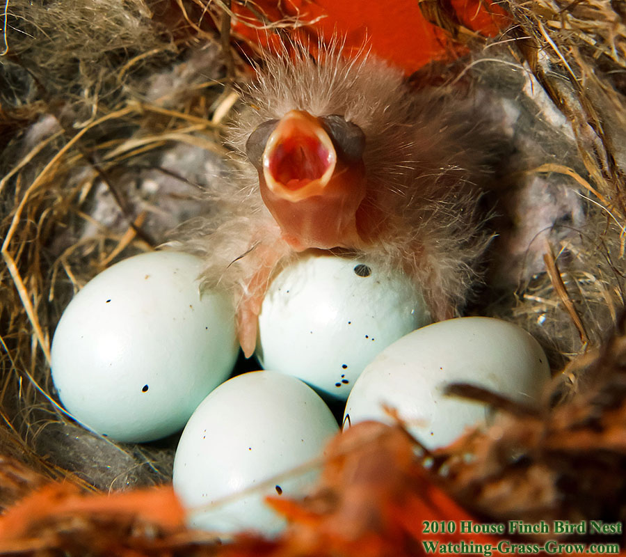 baby house finch first c