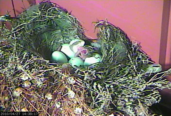 baby house finch 1 webcam