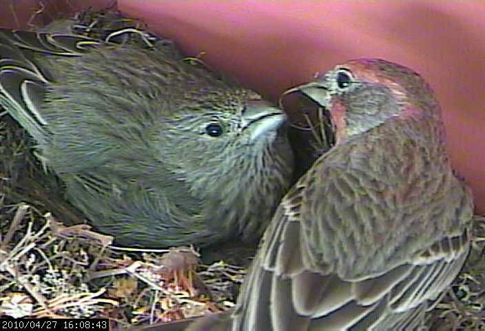 baby house finch 1 shell