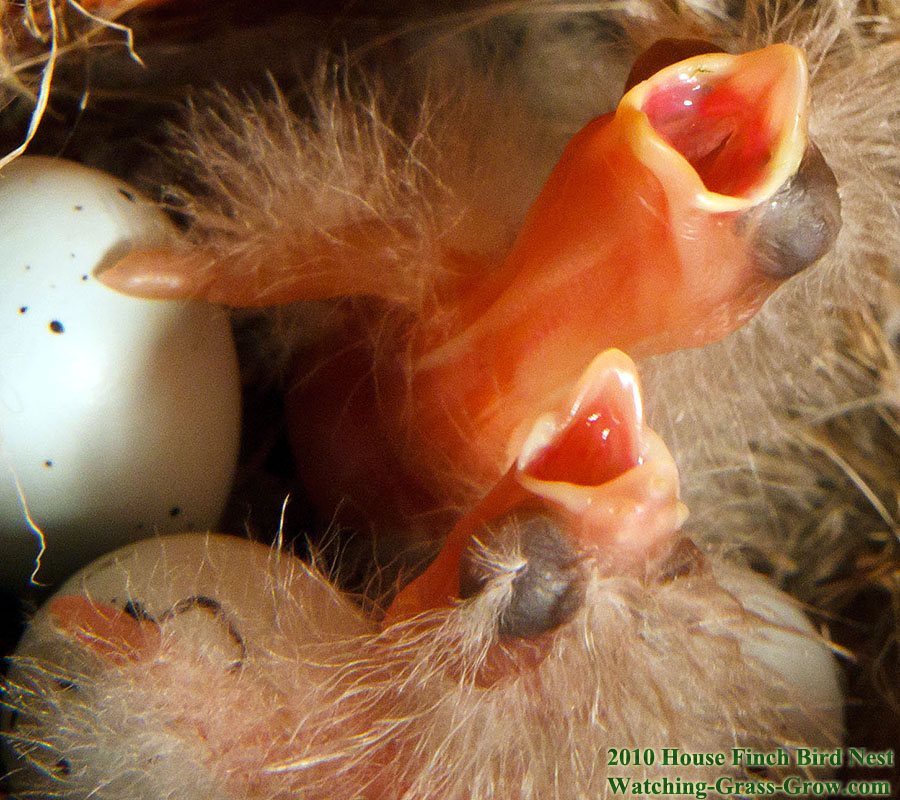 baby house finches 28 two babies 1