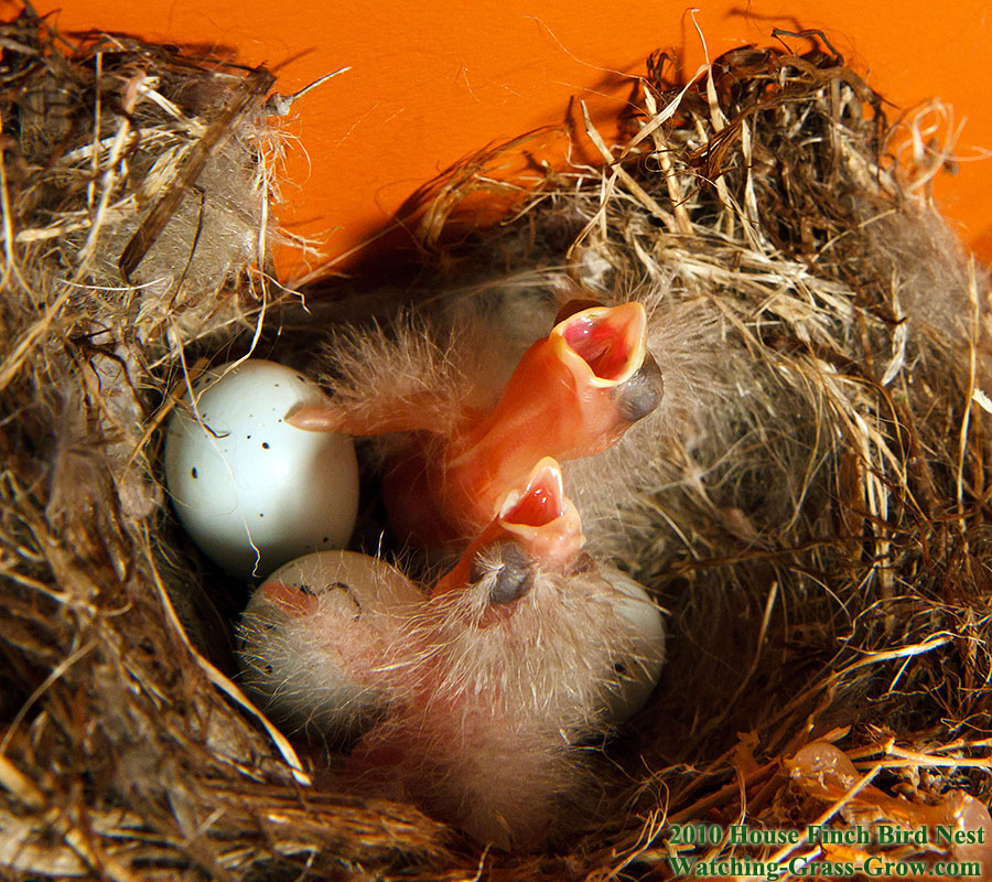 baby house finches 28 two babies 1