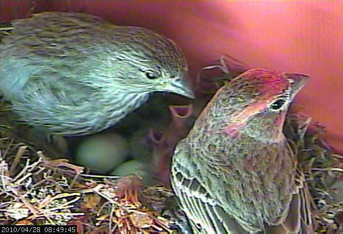 baby house finch 2 webcam