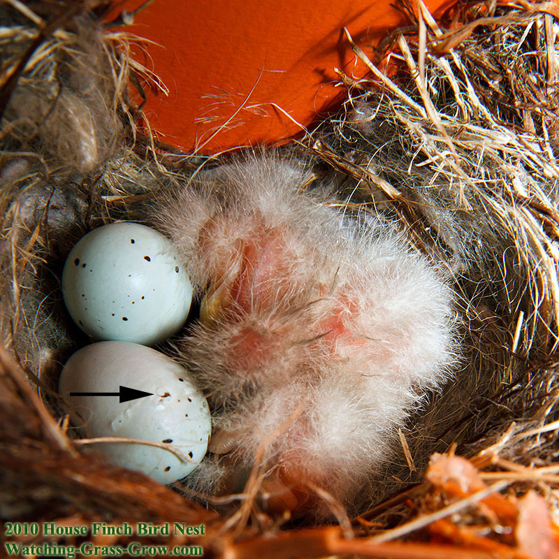 house finch egg about to break april 29th