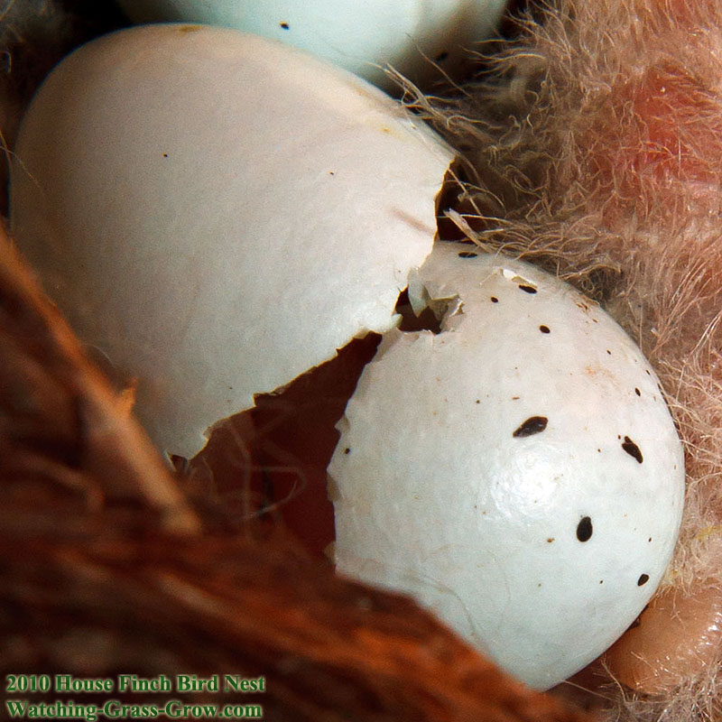 House Finch sequence birth #4