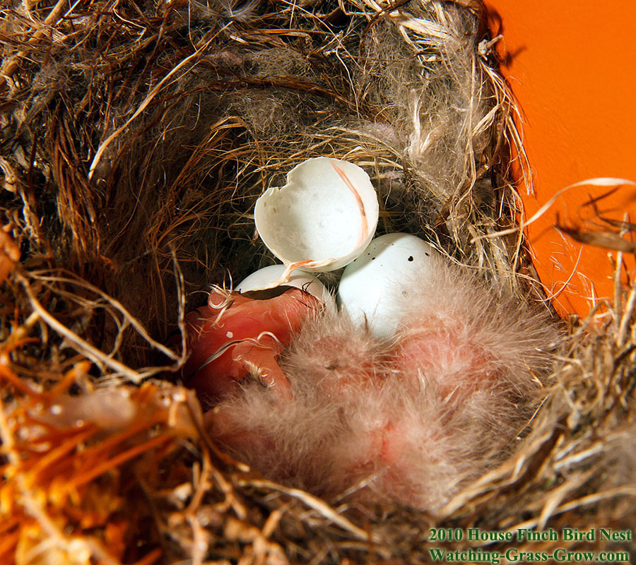 baby house finches 29 baby 4 a