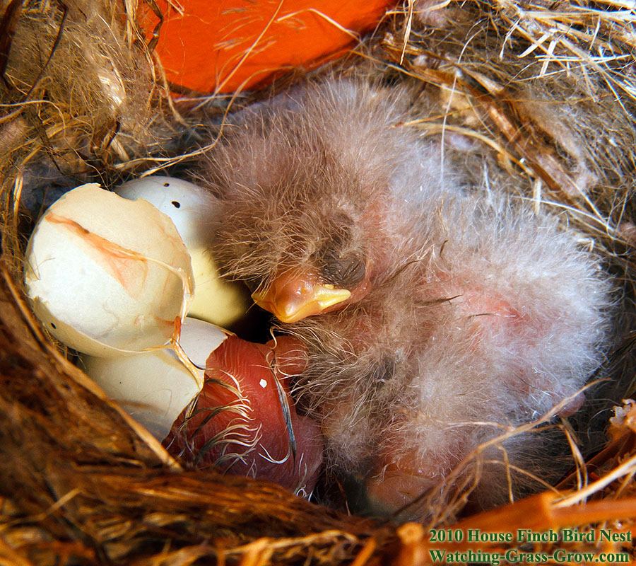 baby house finches 29 baby 4 b