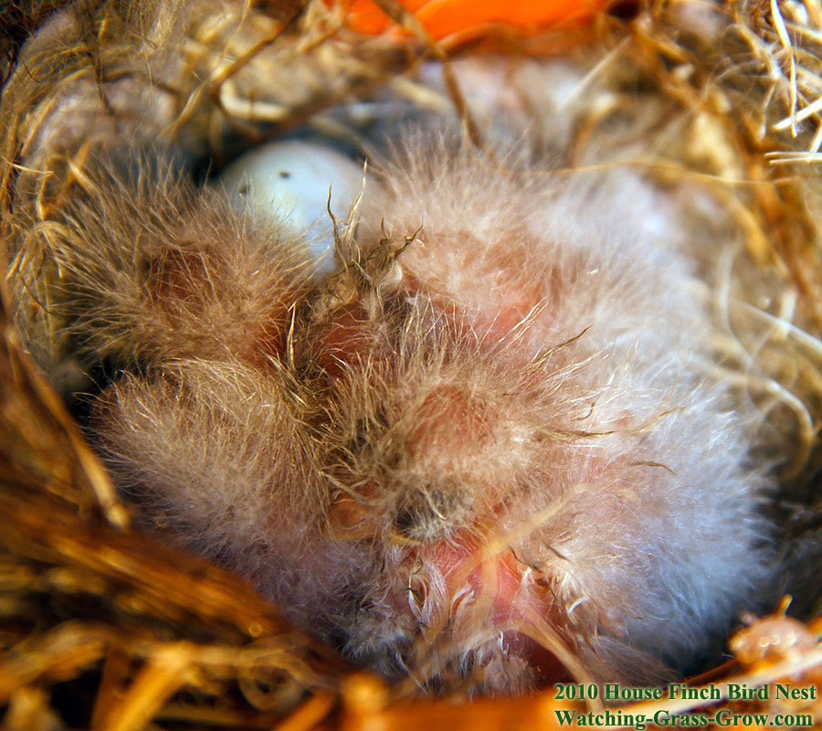 baby house finches 29 baby 4 d