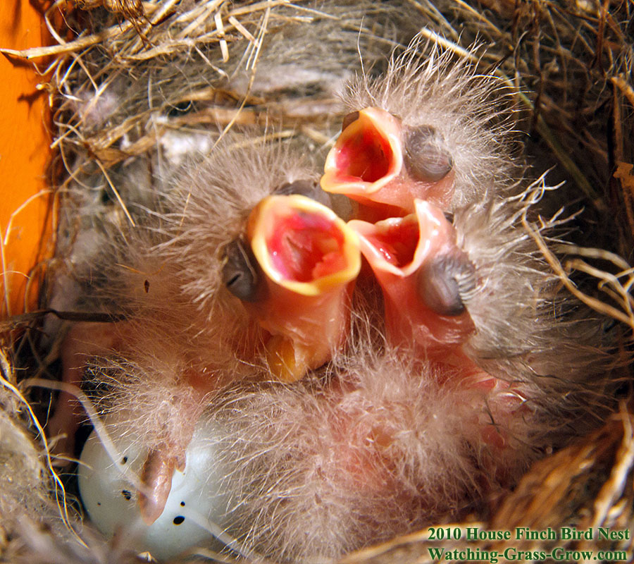baby house finches 29 baby 4 e