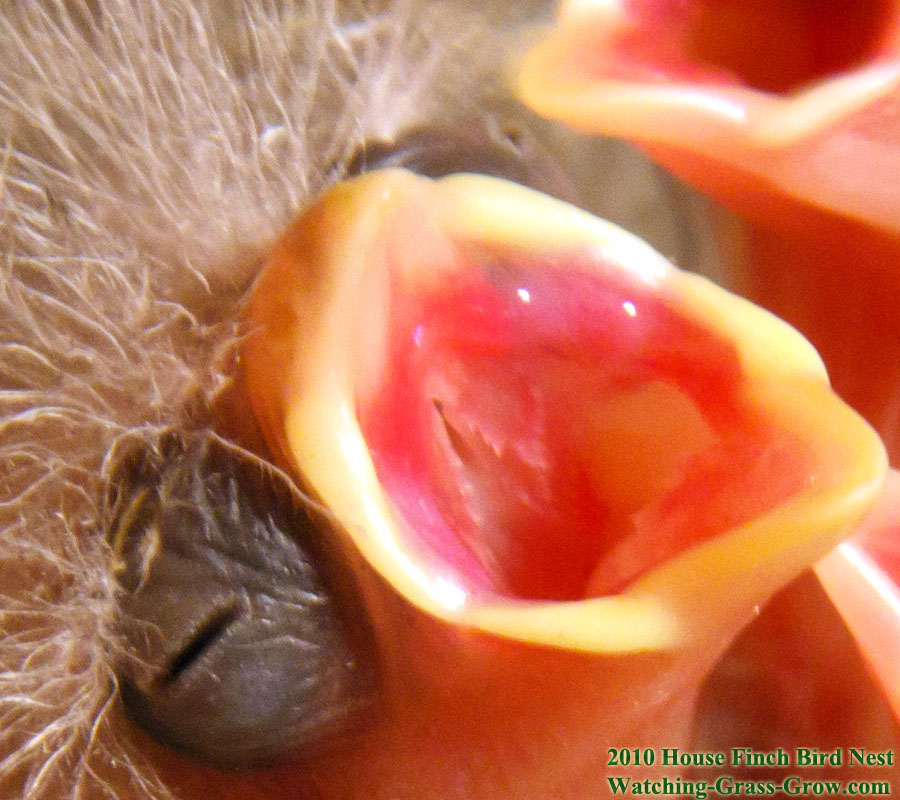 baby house finches 29 baby 4 f