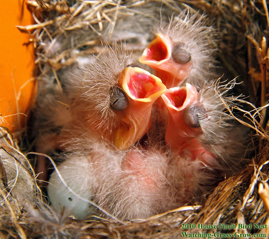 baby house finches 29 baby 4 g