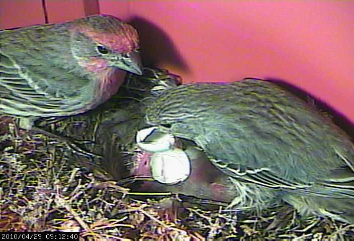 baby house finches 29 baby 4