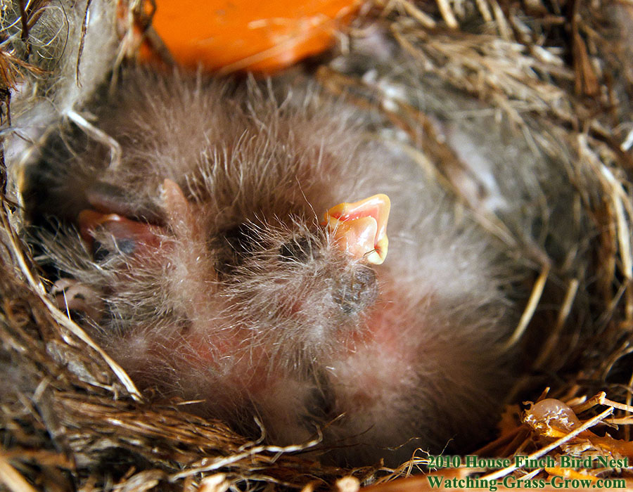 baby house finches 30 one