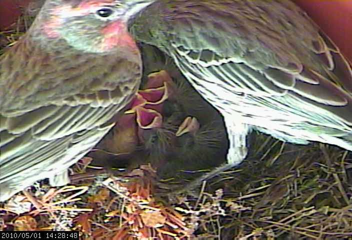 baby house finches 1