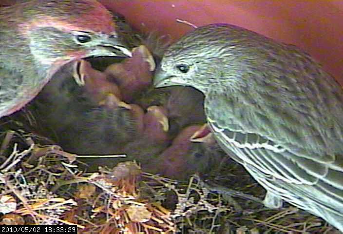 baby house finches 2